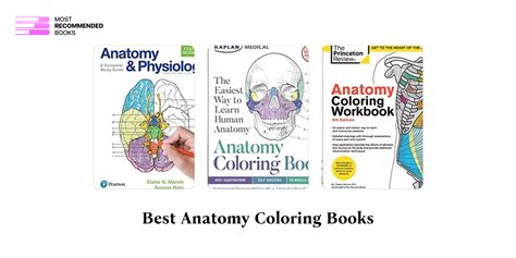 9 Best Anatomy Coloring Books (Definitive Ranking)