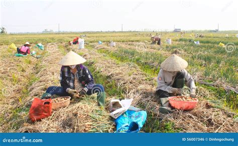 Farmers Harvest Onion On The Field Vietnam Editorial Photo Image Of