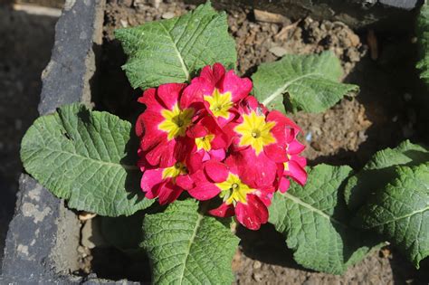 Primrose Plant Primula Free Photo On Pixabay Pixabay