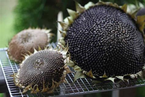 How To Dry Sunflower Heads Harvesting And Drying Farmhouse And Blooms