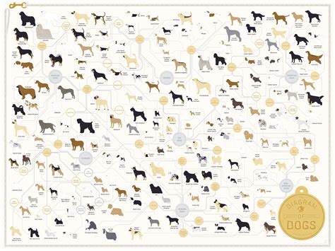 The Diagram of Dogs by Pop Chart Lab, An Art Print Featuring 181 Dog