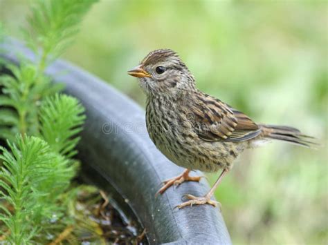 Juvenile White-crowned Sparrow Stock Photo - Image of selective ...