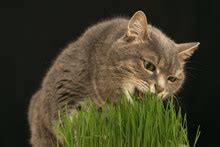 Cat Eating Grass Free Stock Photo - Public Domain Pictures