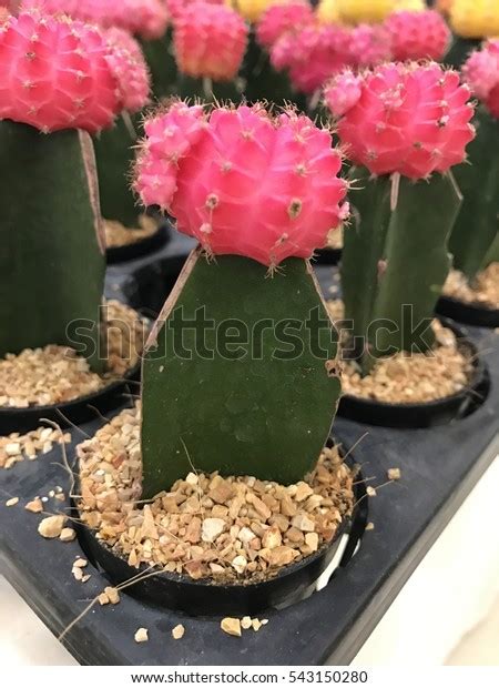 Gymnocalycium Mihanovichii F Variegata Cactus Small Stock Photo