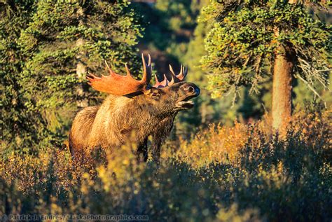 Bull Moose In Spruce Forest