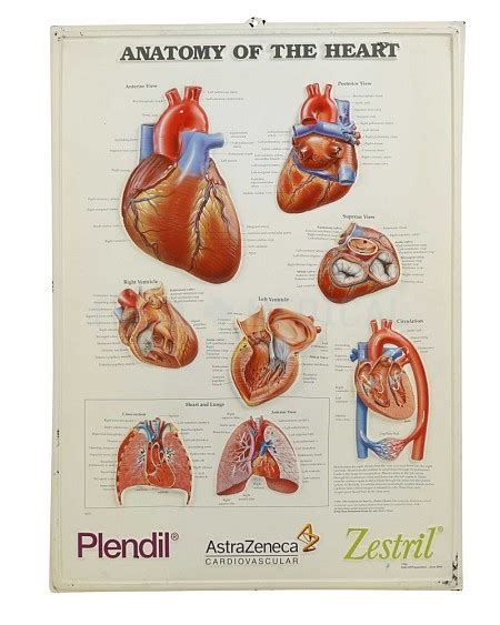 Anatomical Framed Posters Film Medical