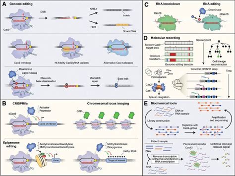 Major Tool Categories In The Crispr Cas Toolbox A Dsbs Are