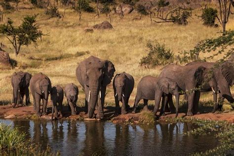 Tripadvisor Tansania Wildlife Safari Tarangire Serengeti Und