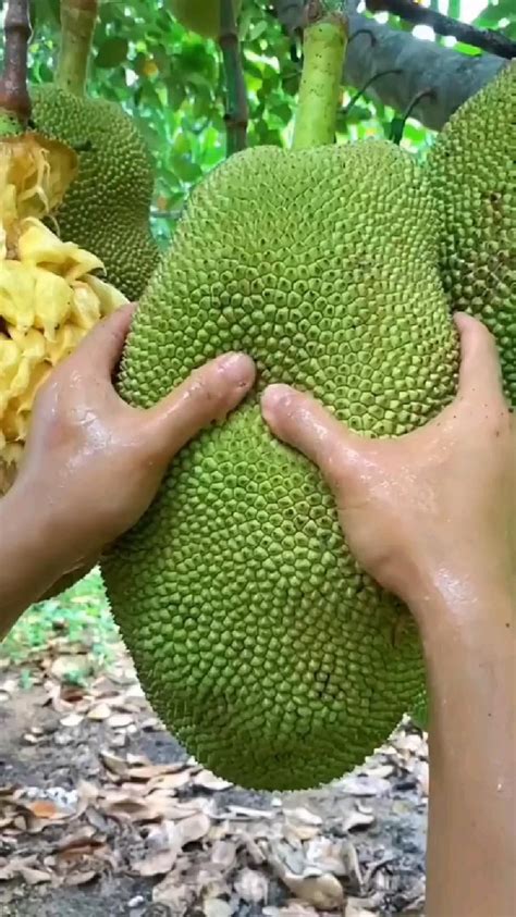 World Largest Jack Fruit Artofit