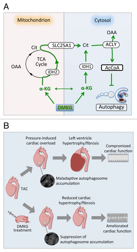 Dimethyl α ketoglutarate inhibits maladaptive autophagy in pressure