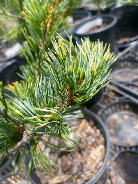 Pinus Parviflora Fukai Variegated Japanese White Pine Maple Ridge Nursery