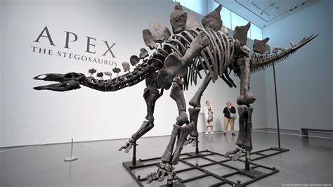 Dinosaur skeleton sells for record-breaking $44.6 million – DW – 07/18/2024