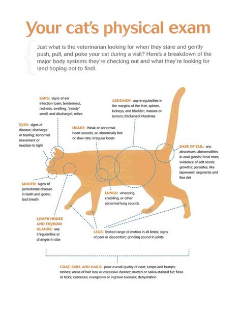 Comprehensive Physical Exams Salem Veterinary Hospital