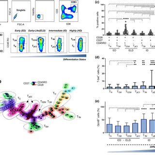 Characterisation of peripheral CD8⁺ T‐cell differentiation subsets. (a ... 