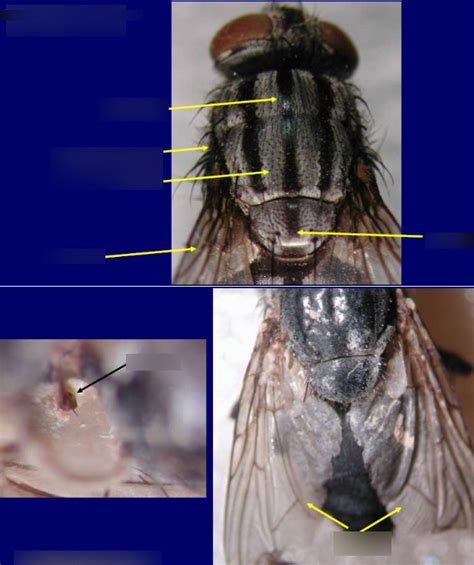 Vista Dorsal De Mosca Diagram Quizlet