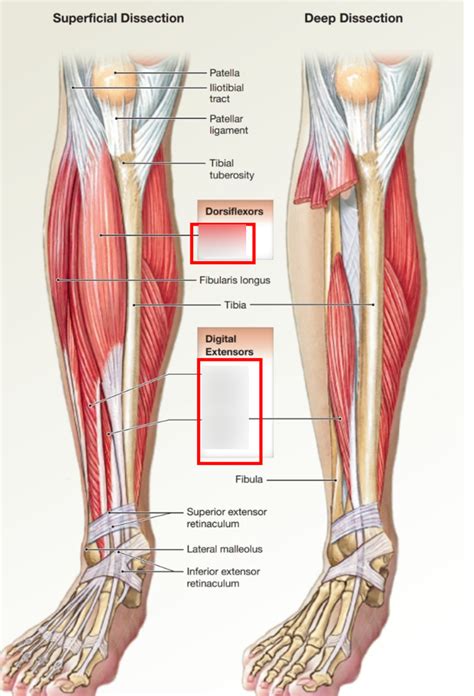 anterior compartment of foreleg Diagram | Quizlet