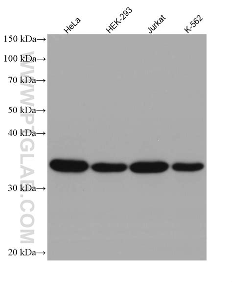 Gapdh Human Specific Antibody Rr Proteintech