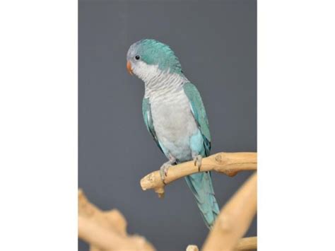 Baby Blue Quaker Parrot 4 Months Old Online Bird Auctions