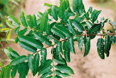 West African Plants A Photo Guide Maesopsis Eminii Engl