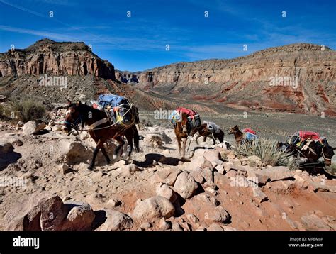 Supai Stock Photos & Supai Stock Images - Alamy