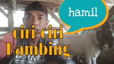 Tanda Ciri Ciri Kambing Hamil Youtube