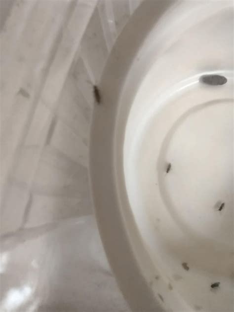 Parasitic wasps in my flies? : r/mantids