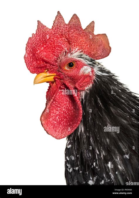 Japanese Bantam Chicken Fotograf As E Im Genes De Alta Resoluci N Alamy