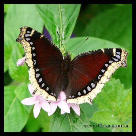 Mourning Cloak Butterfly By Mogrianne On Deviantart