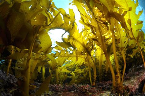 Japans Most Popular Types Of Seaweed