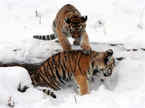 tigers  stock photo public domain pictures