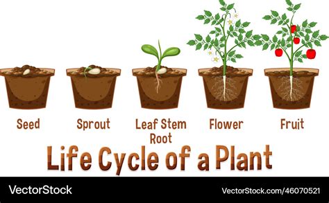 Life cycle of a plant diagram Royalty Free Vector Image