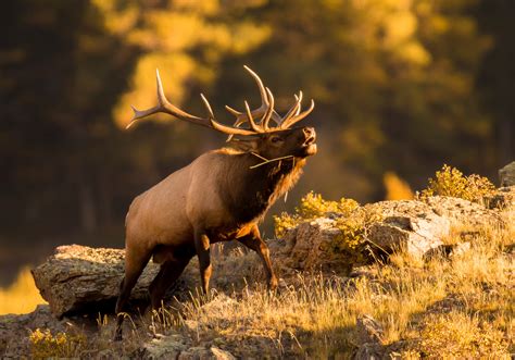 Do Elk Bugle with Regional Accents? | Outdoor Life