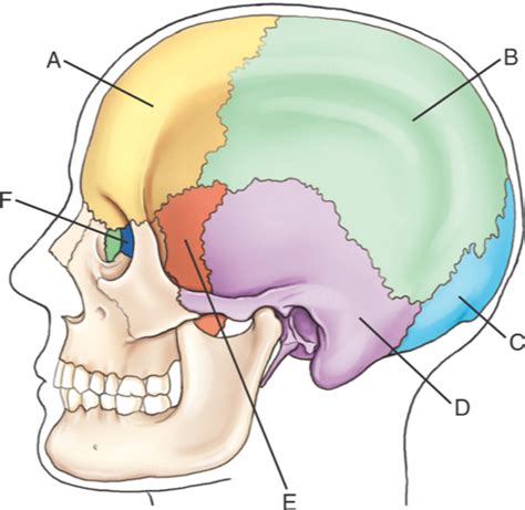 RADR 2401 Lateral Cranium Critique Diagram Quizlet