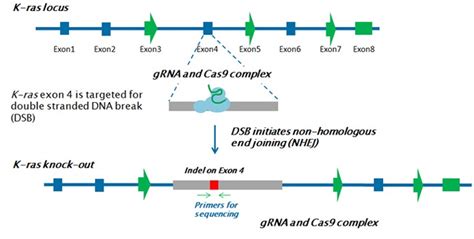 CRISPR KO Cell Line 案例研究