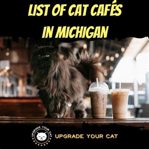 List of Cat Cafes in Michigan (Find a Cat Cafe Near You!)