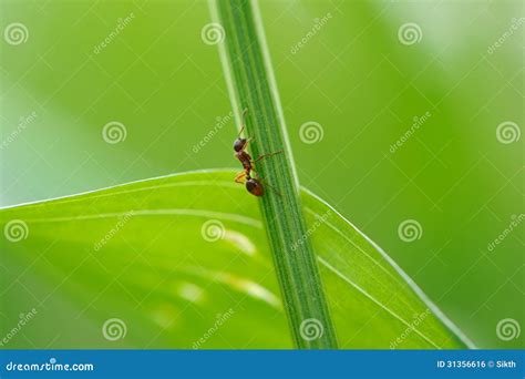 Ant Climbing Green Grass Royalty Free Stock Image Image 31356616