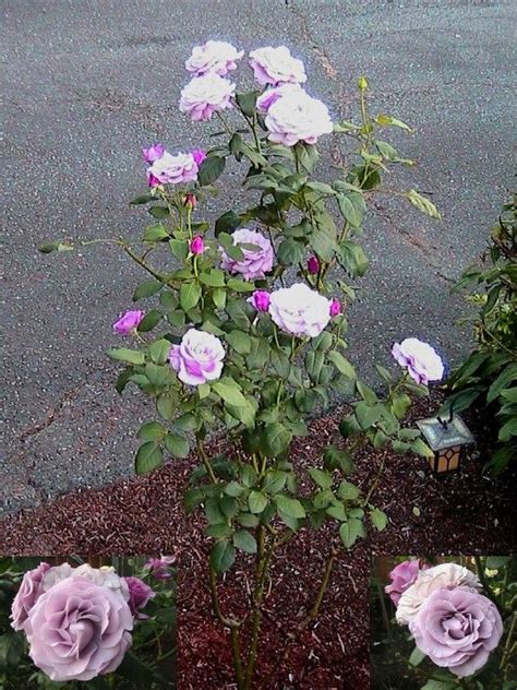 Hybrid Tea Rose Neptune T From Daughter Julie And Husband Andrew