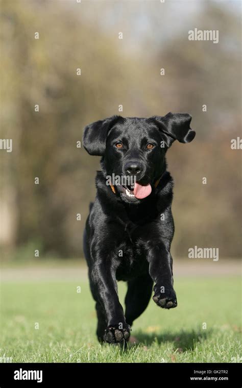 Black Labrador Retriever In Action Stock Photo Alamy