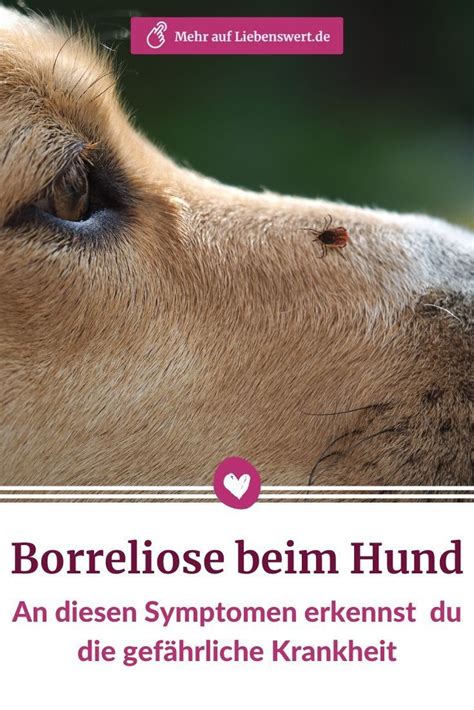 Borreliose Beim Hund Symptome Und Behandlung Artofit