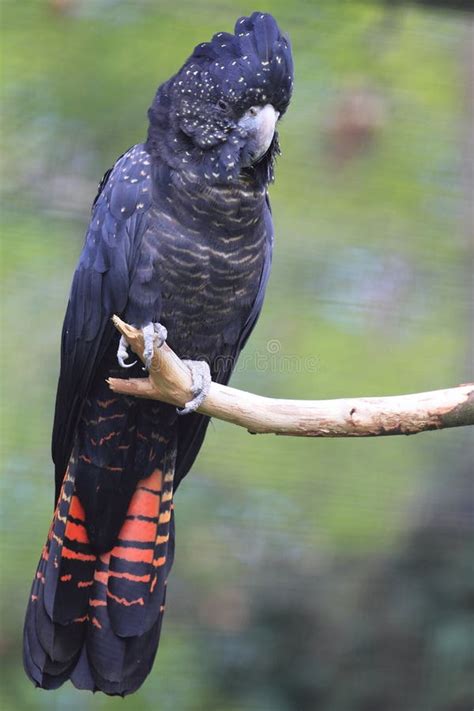 Red tailed black cockatoo pet diet - feetdt