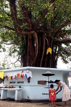 Banyan Tree Species Ficus Benghalensis Venerated Editorial Stock Photo - Stock Image | Shutterstock