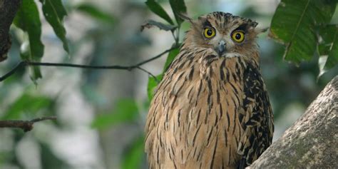 19 Of The Cutest Owl Species | With Photographs