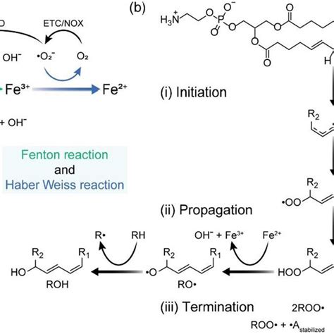 The Oxidation Of Phospholipids A Oxygen Is Converted Into Superoxide