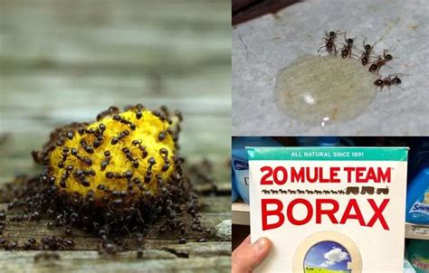 10 Most Effective Ways To Get Rid Of Ants From Your Home And Garden