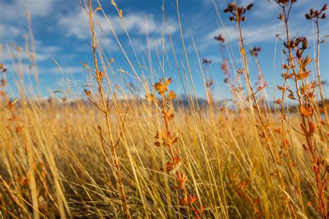 Autumn meadow Stock Photo by Galyna_Andrushko | PhotoDune