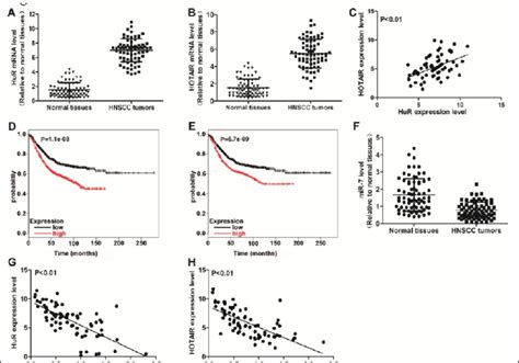 The Association Between Hur Hotair And Mir Levels In Clinical