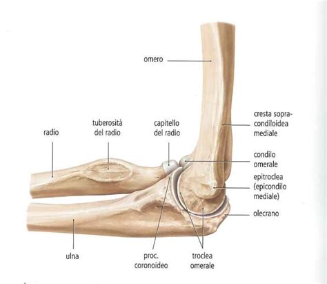 ARTICOLAZIONE DEL GOMITO Radio E Ulna Calisthenics Milano