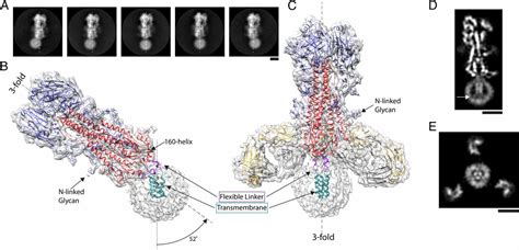 Influenza Hemagglutinin Membrane Anchor Pnas