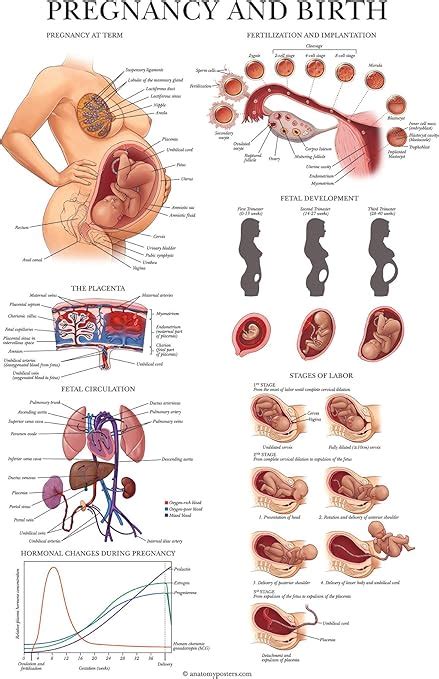 Palace Learning Pregnancy And Birth Anatomy Poster Anatomical Chart