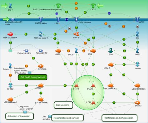 Development Cntf Receptor Signaling Pathway Map Primepcr Life Science Bio Rad